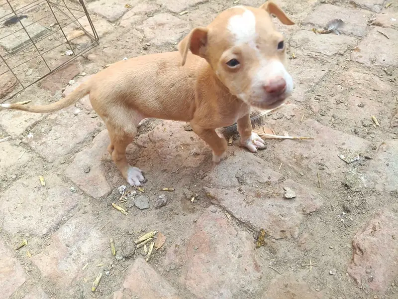 PURE GULTEAR FEMALE FOR SELL — photo 6