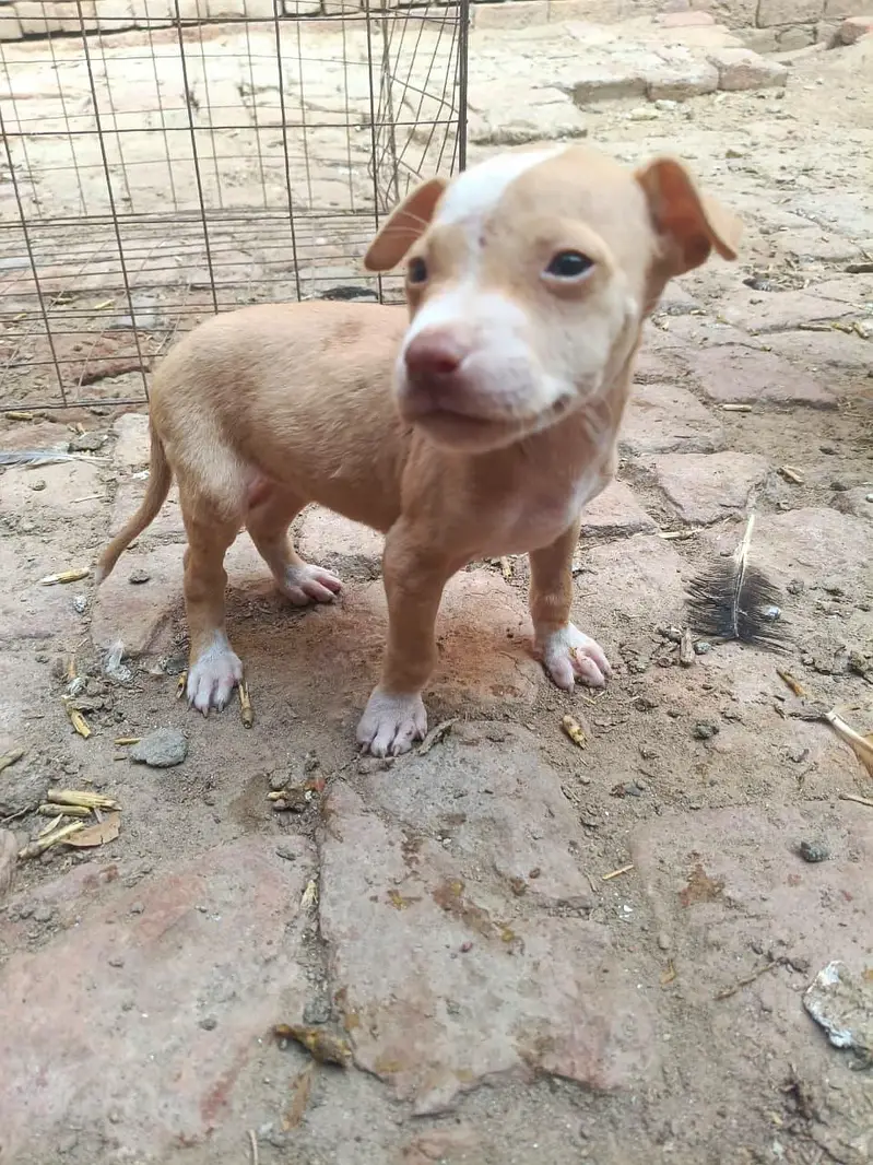 PURE GULTEAR FEMALE FOR SELL — photo 7