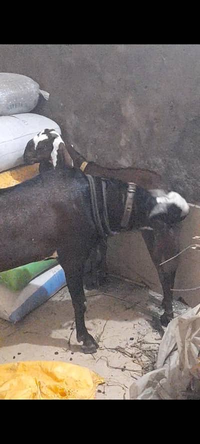 dasi bital nagri bakri  03098289032