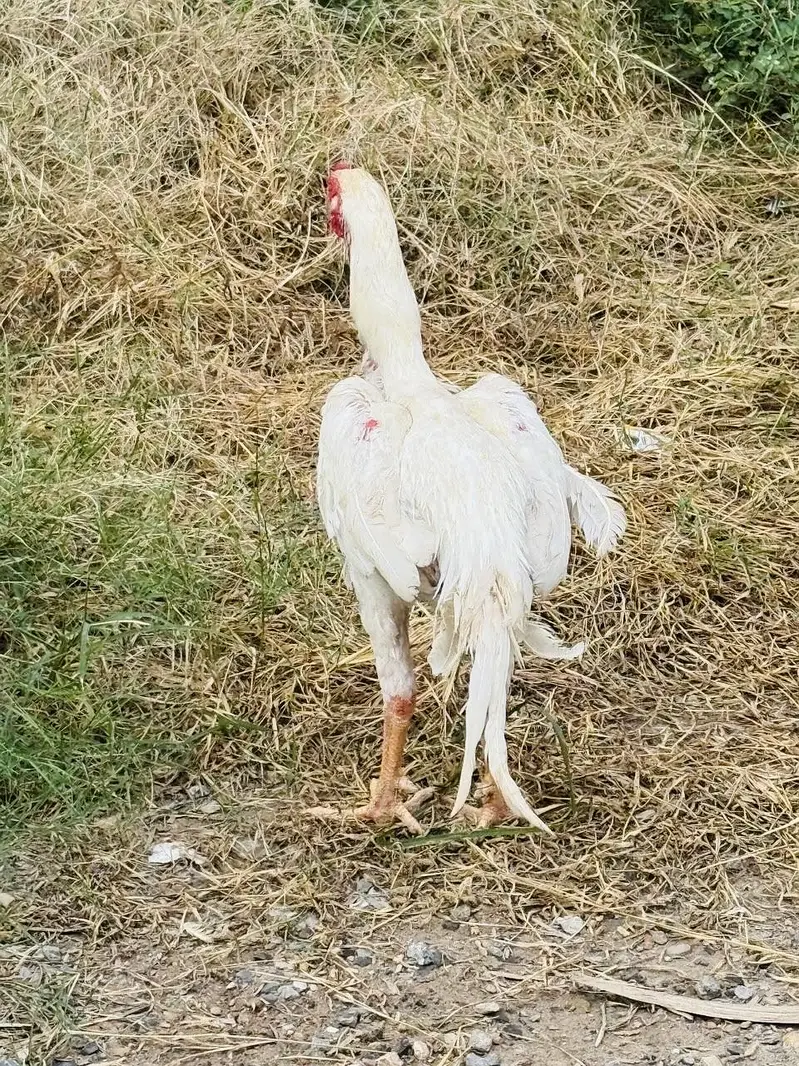 Heera Shamo male — photo 4