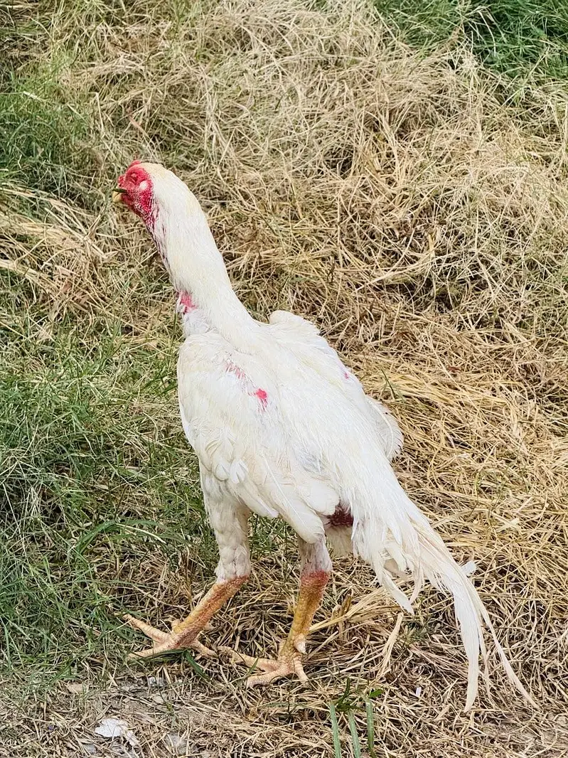 Heera Shamo male — photo 6