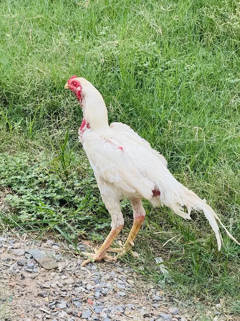 Heera Shamo male — photo 8