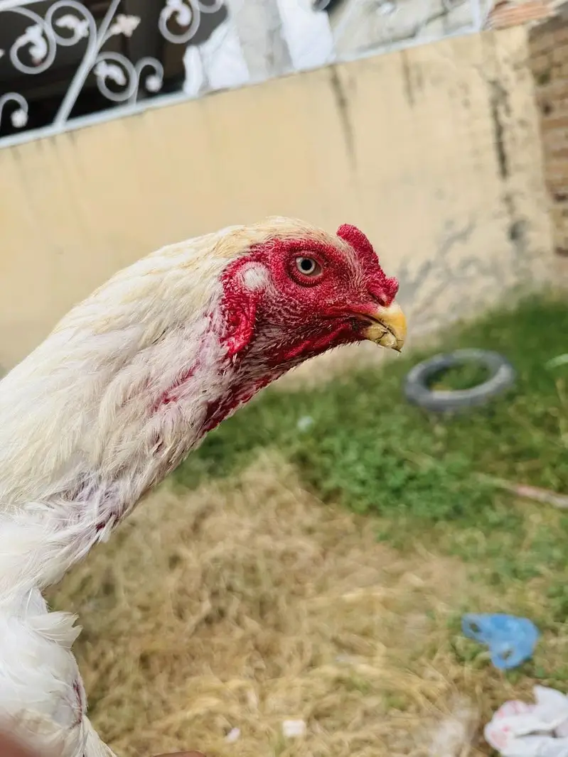 Heera Shamo male — photo 10