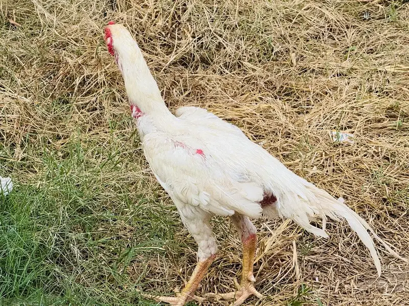 Heera Shamo male — photo 11