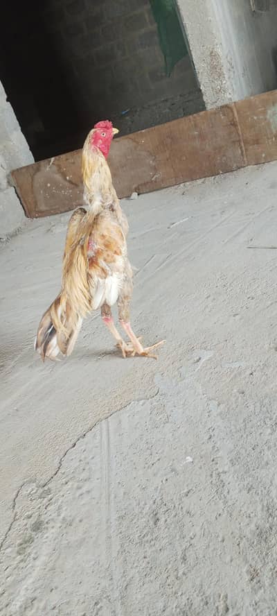 male for sale 03103759121 whatsapp number