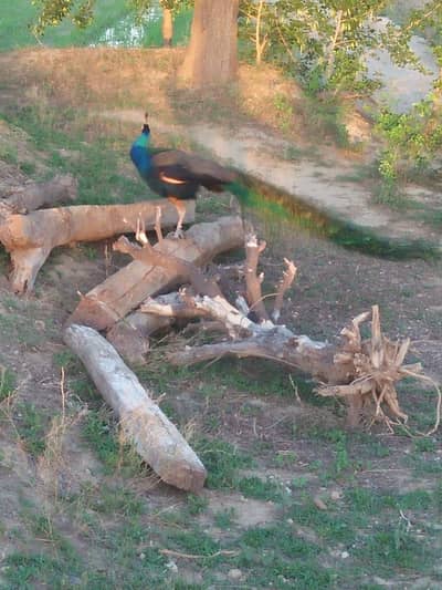 Peacock for sale