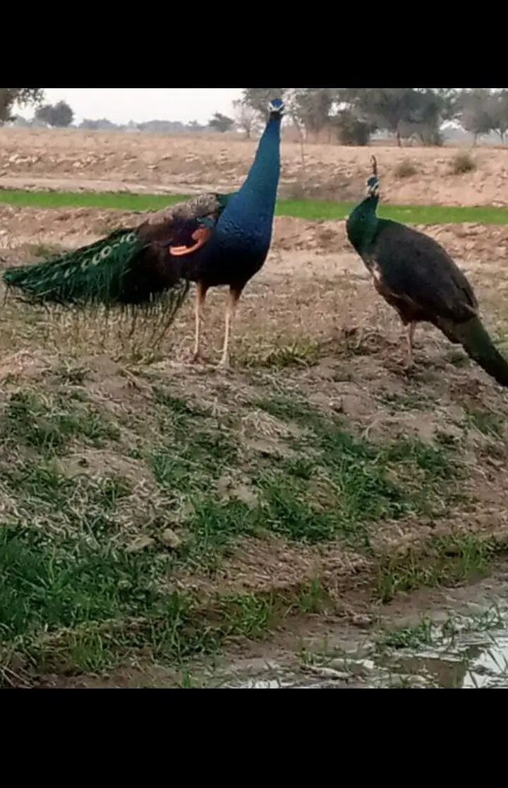 Peacock for sale — photo 2