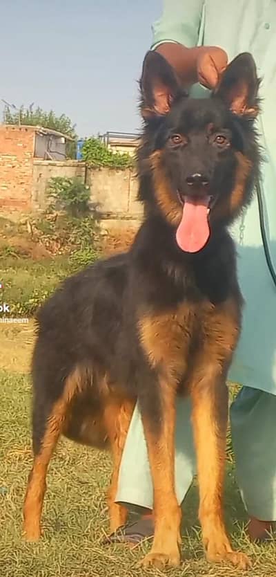 German Shepherd