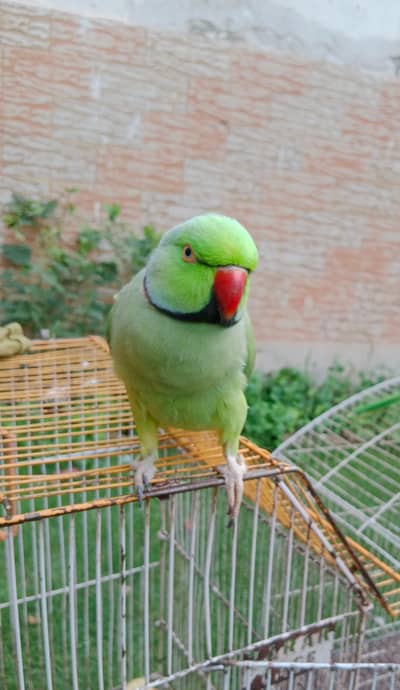 Parrot