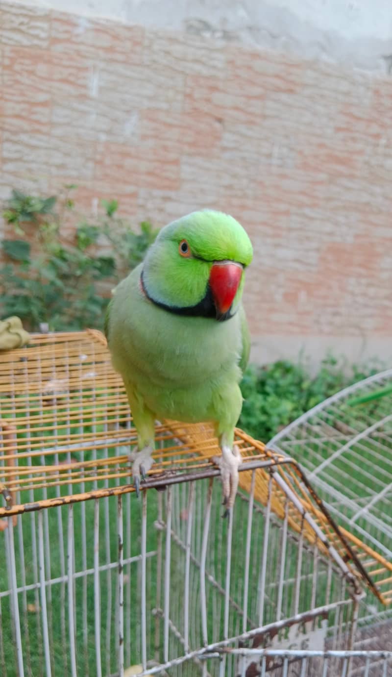 Parrot 0