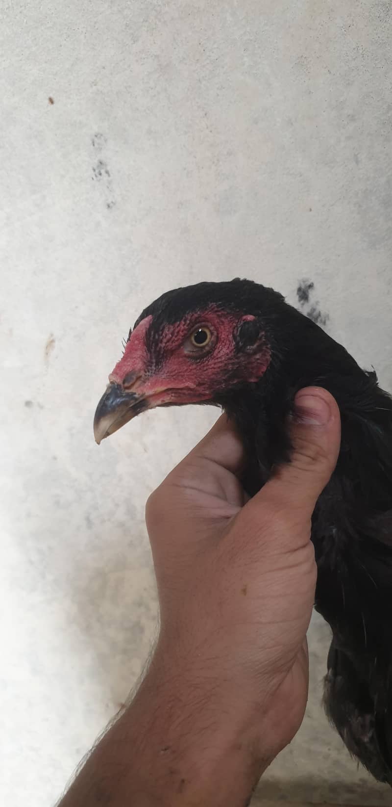 difference breed aseel 1