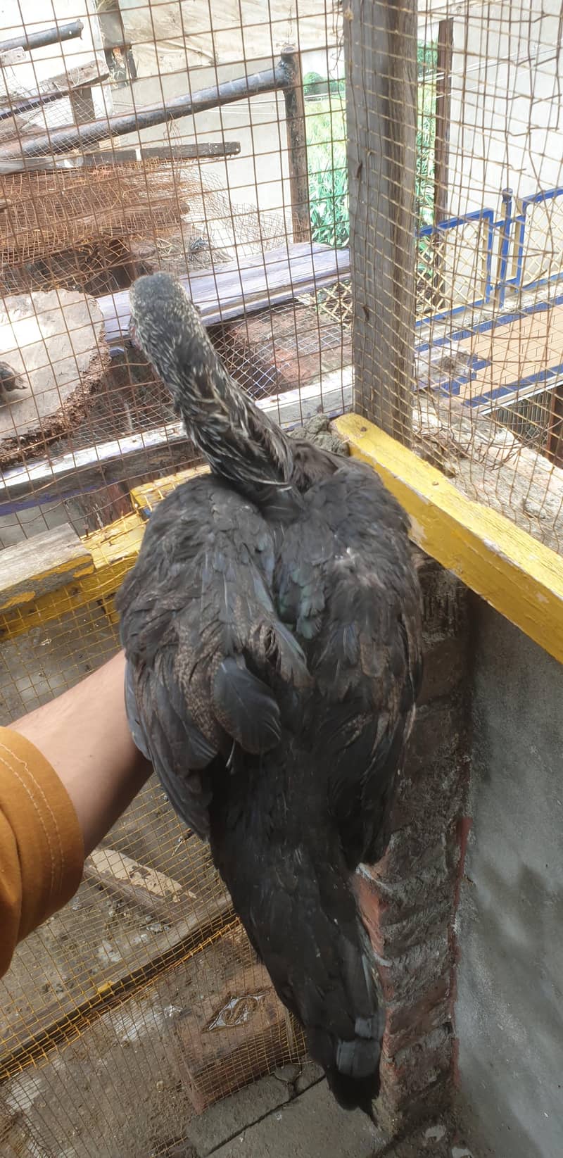 difference breed aseel 2