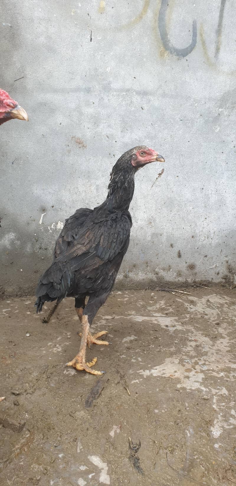 difference breed aseel 5