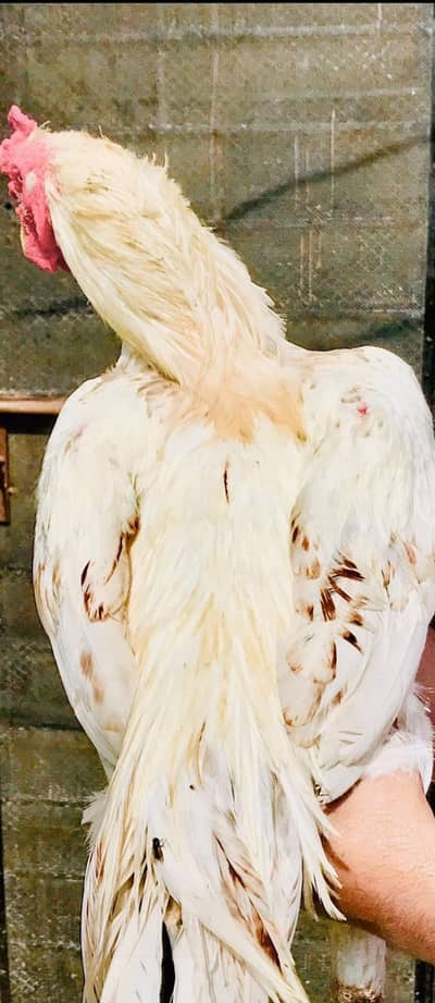 Pakistani Aseel Pair
