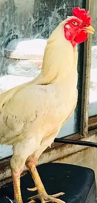 Pakistani Aseel Pair — photo 3