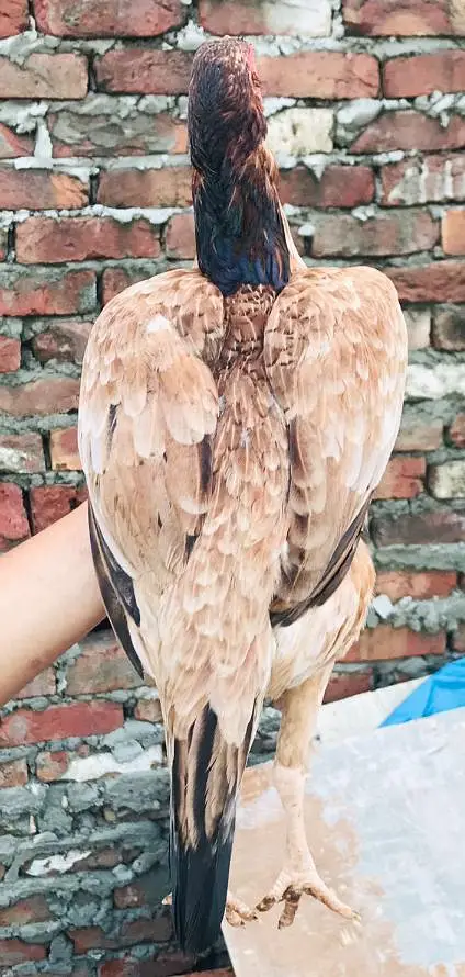 Pakistani Aseel Pair — photo 4