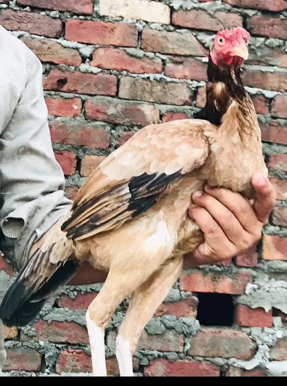 Pakistani Aseel Pair — photo 5