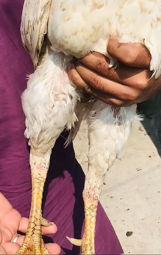 Pakistani Aseel Pair — photo 6