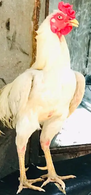 Pakistani Aseel Pair — photo 7
