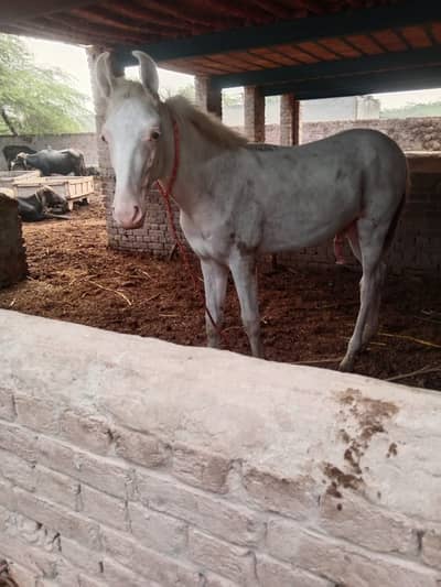 Nukra Wachera for sell