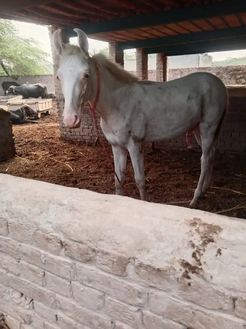 Nukra Wachera for sell