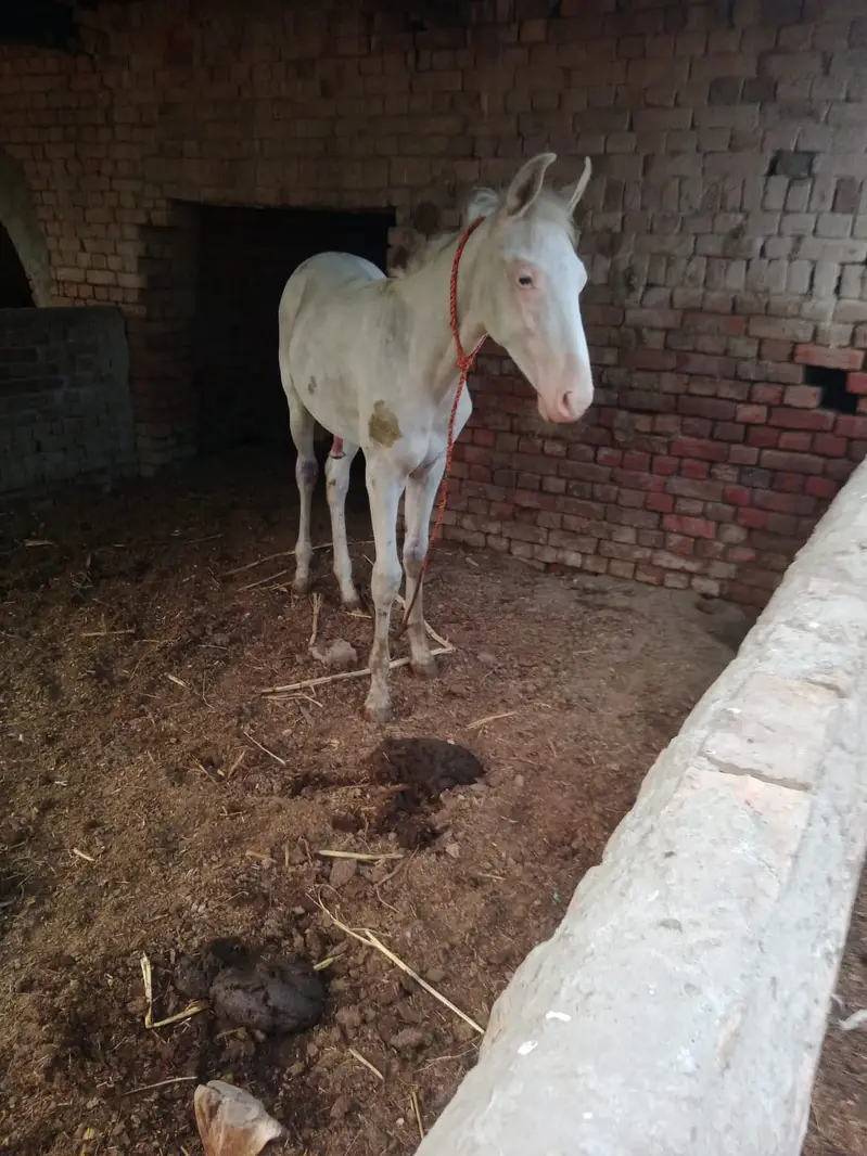 Nukra Wachera for sell — photo 2