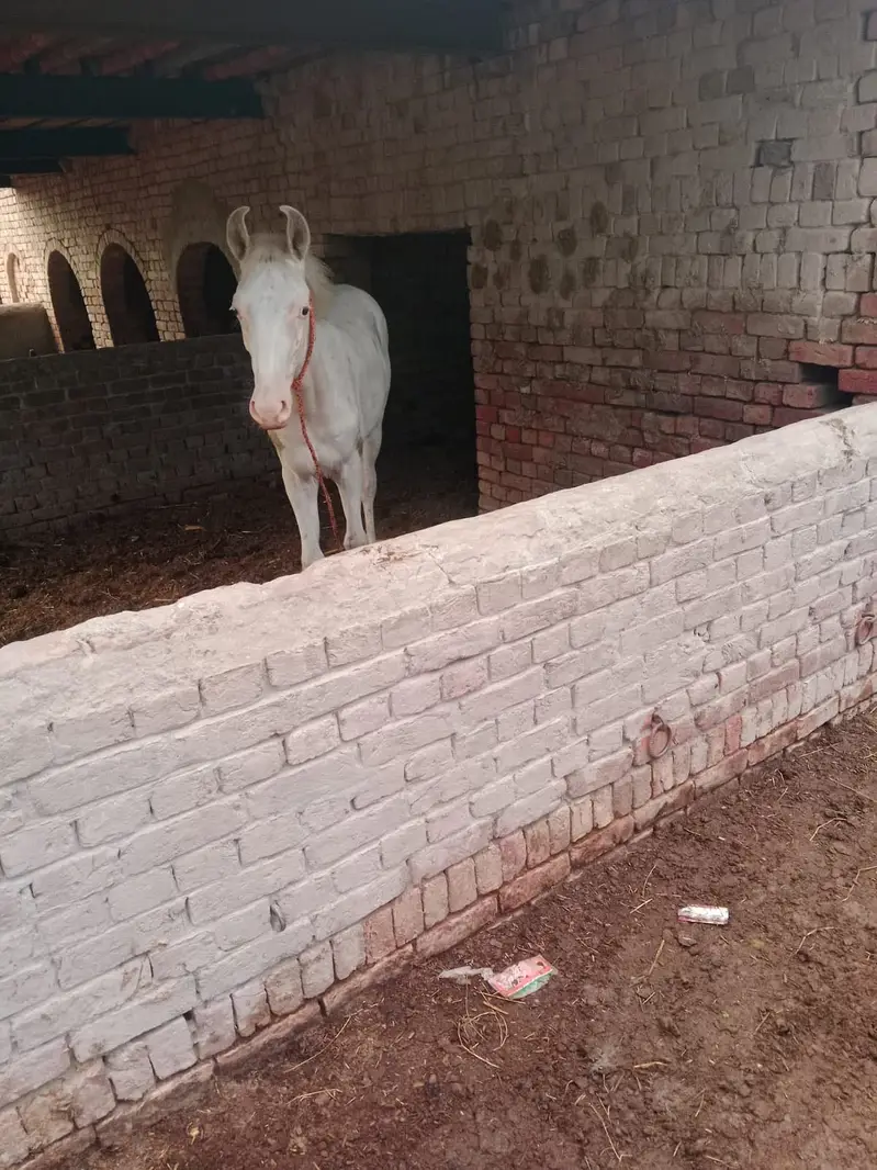 Nukra Wachera for sell — photo 4