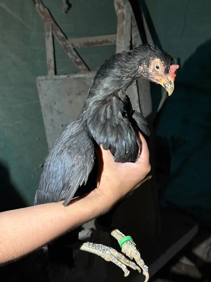 Aseel high quality breeder madi avb — photo 2