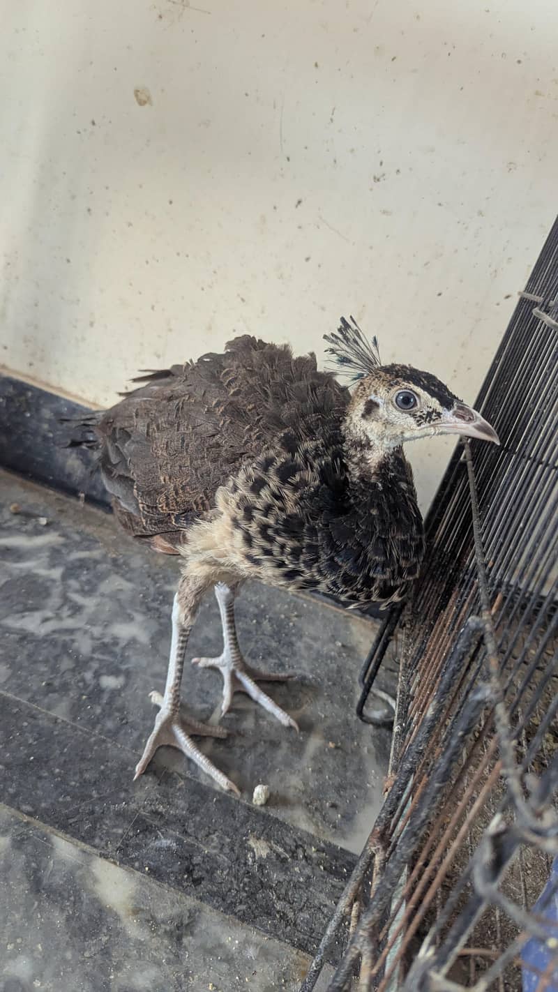 peacock 1