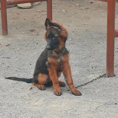 German Shepherd Puppy
