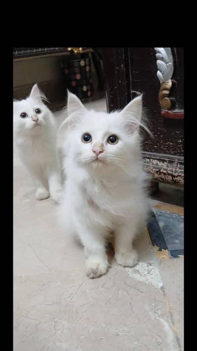 white Persian kitten