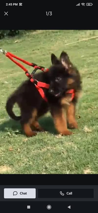 German shepherd | Puppy | GSD | Dog for sale | Whatsapp O32124O54O9