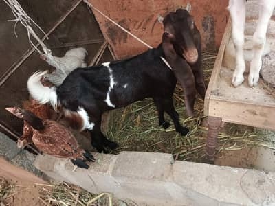 Bakri of sale