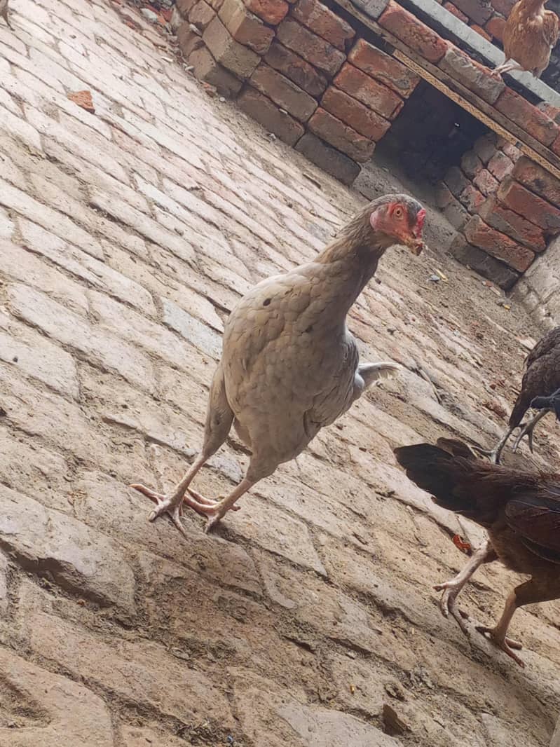 breeder desi murga 3