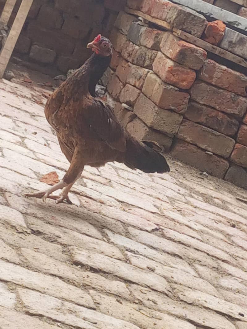 breeder desi murga 4