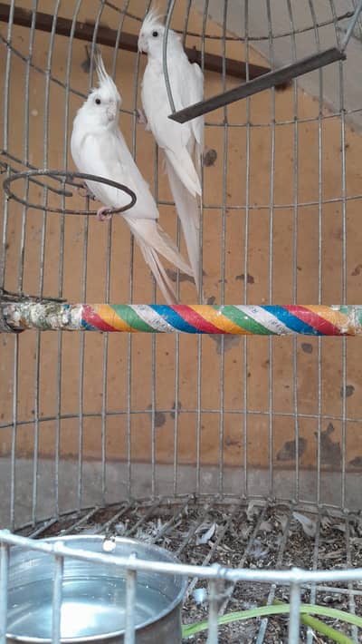 2 male cocktail for sale