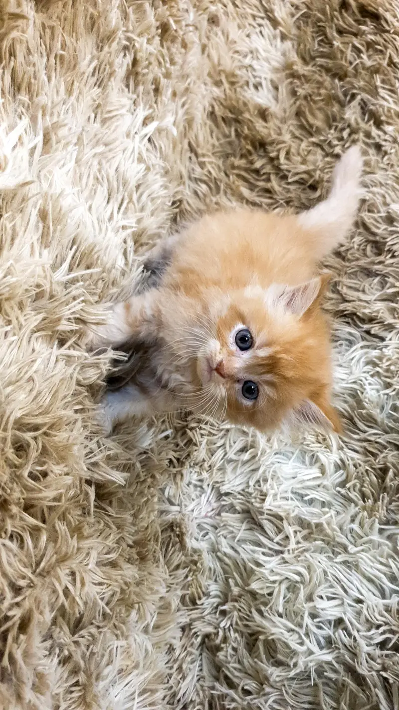 babies — photo 2