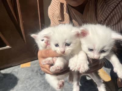3 kitten for sale