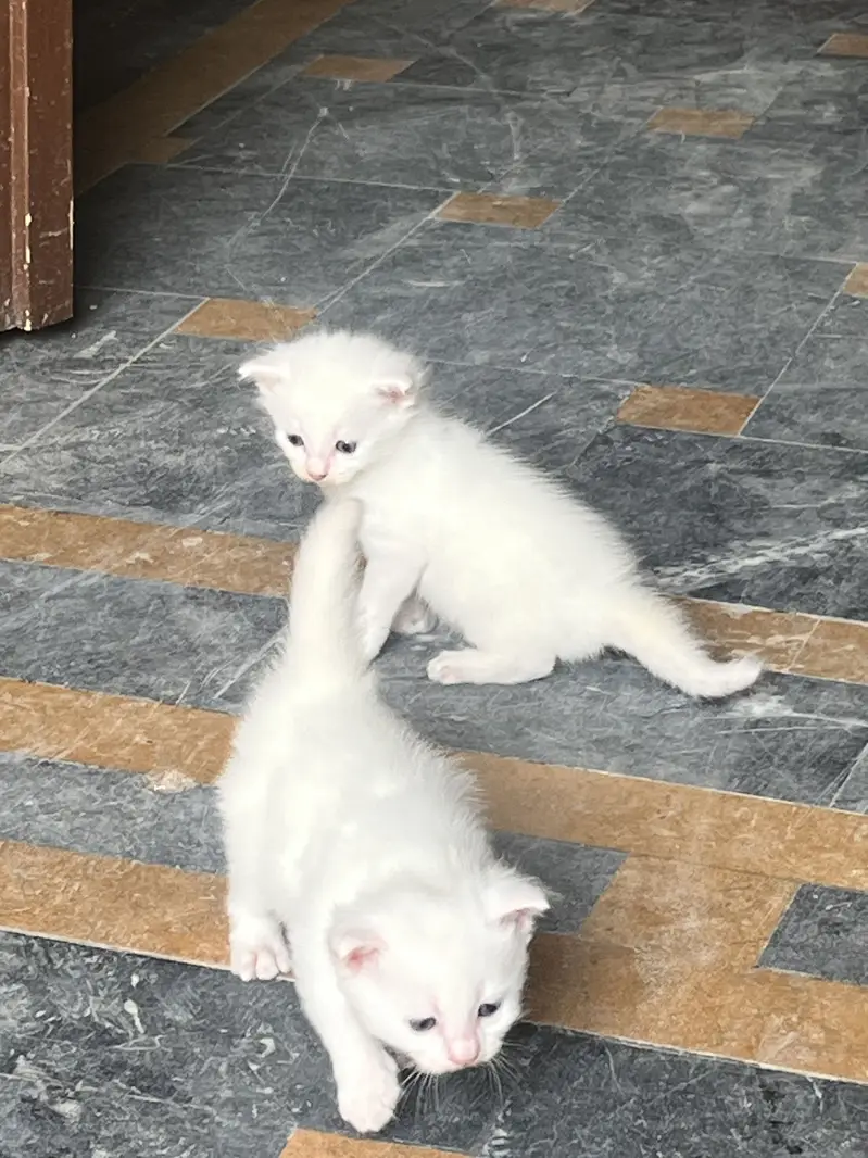 3 kitten for sale — photo 2