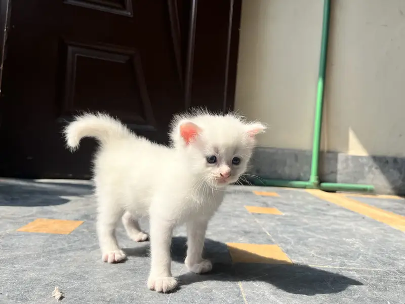 3 kitten for sale — photo 3