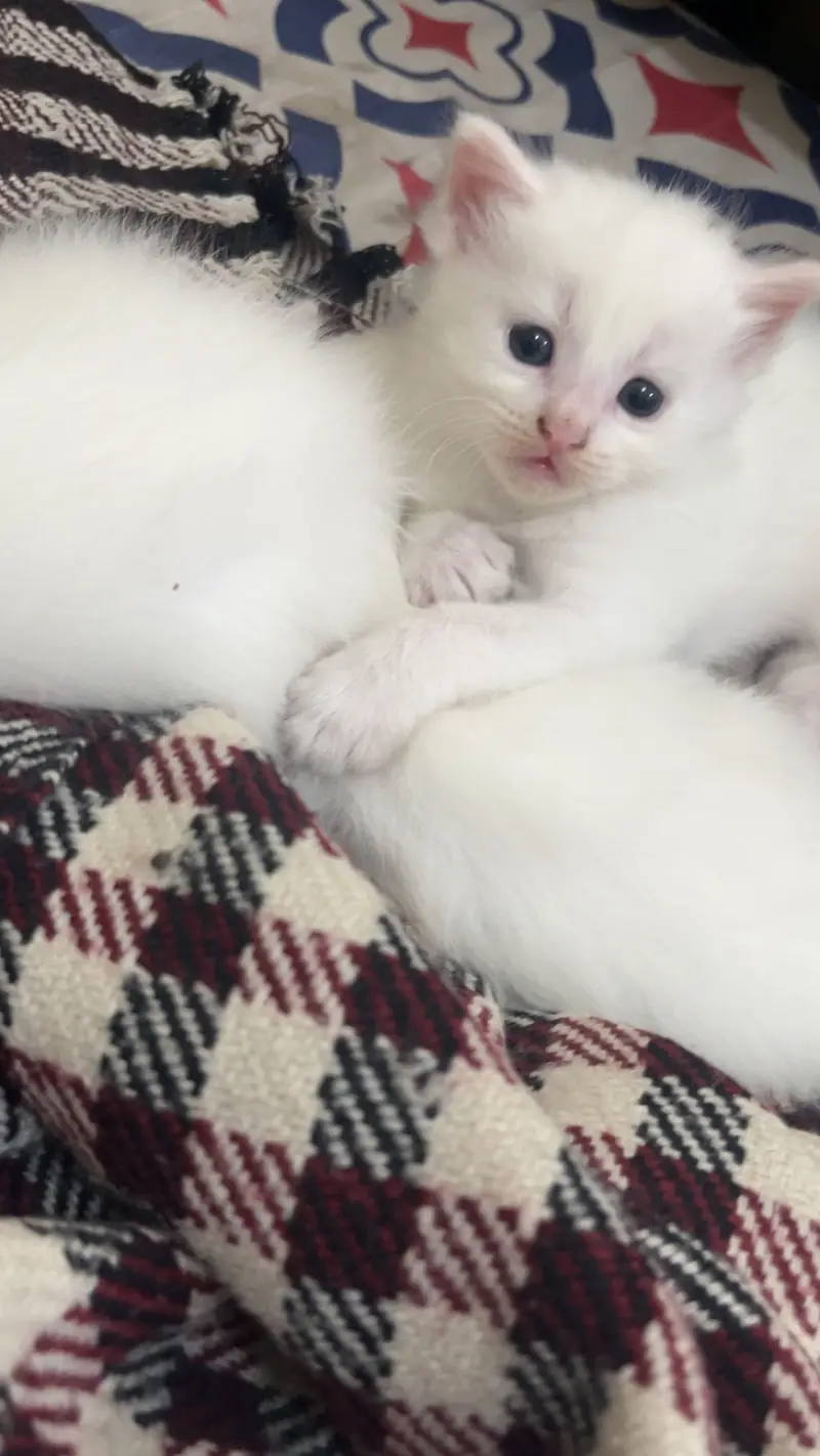 3 kitten for sale — photo 4