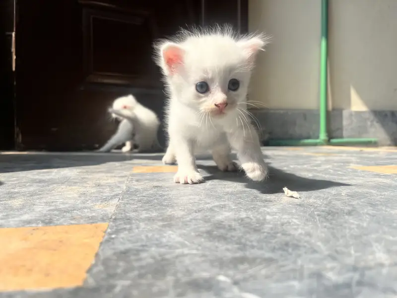 3 kitten for sale — photo 5