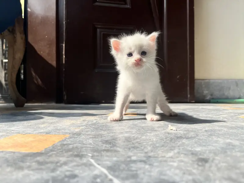 3 kitten for sale — photo 6