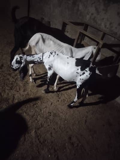 Goat for Sale, 1 Male and 4 Female. Loc Railway Station Sheikhupura