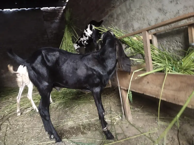 Goat for Sale, 1 Male and 4 Female. Loc Railway Station Sheikhupura — photo 2