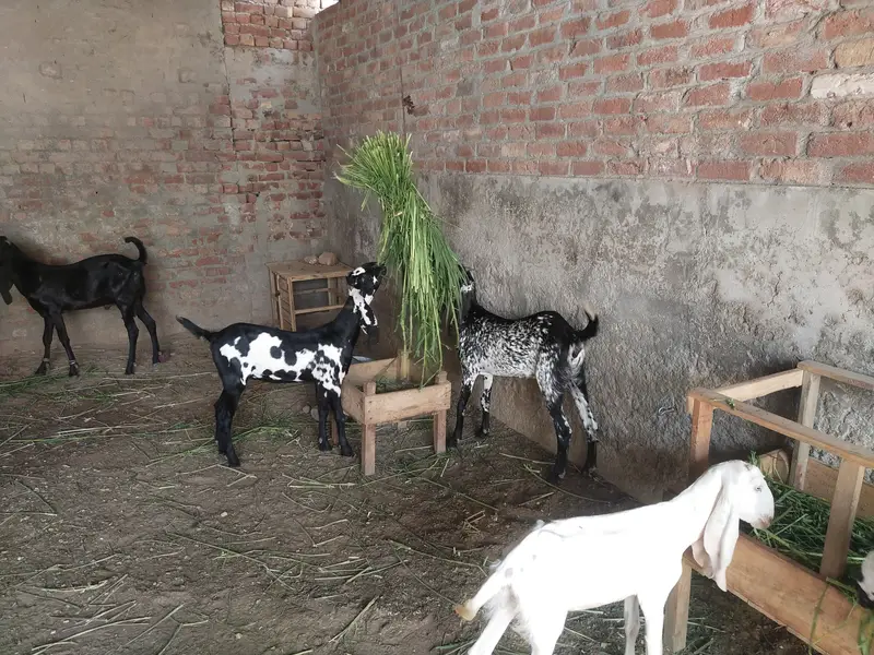Goat for Sale, 1 Male and 4 Female. Loc Railway Station Sheikhupura — photo 3