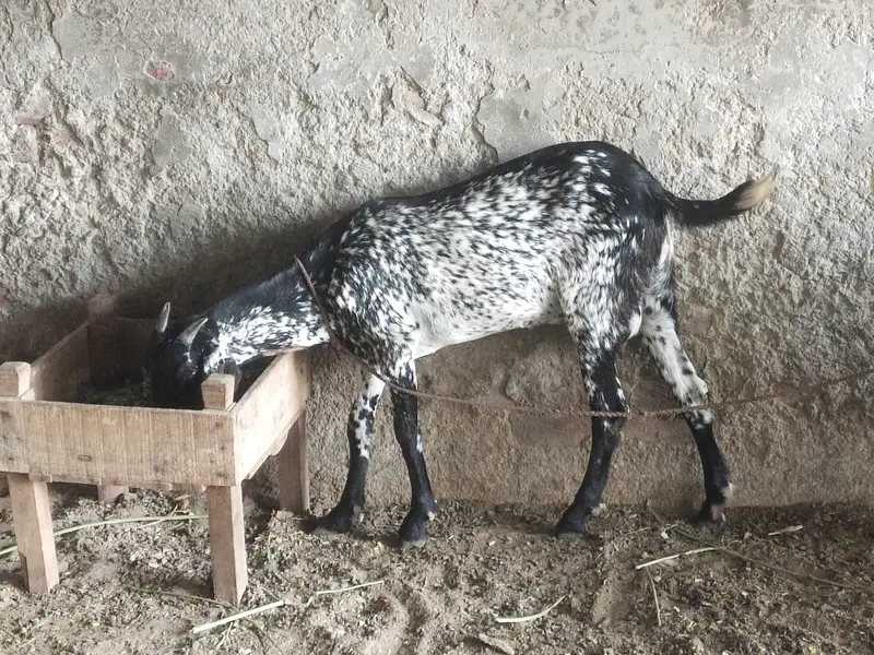 Goat for Sale, 1 Male and 4 Female. Loc Railway Station Sheikhupura — photo 4
