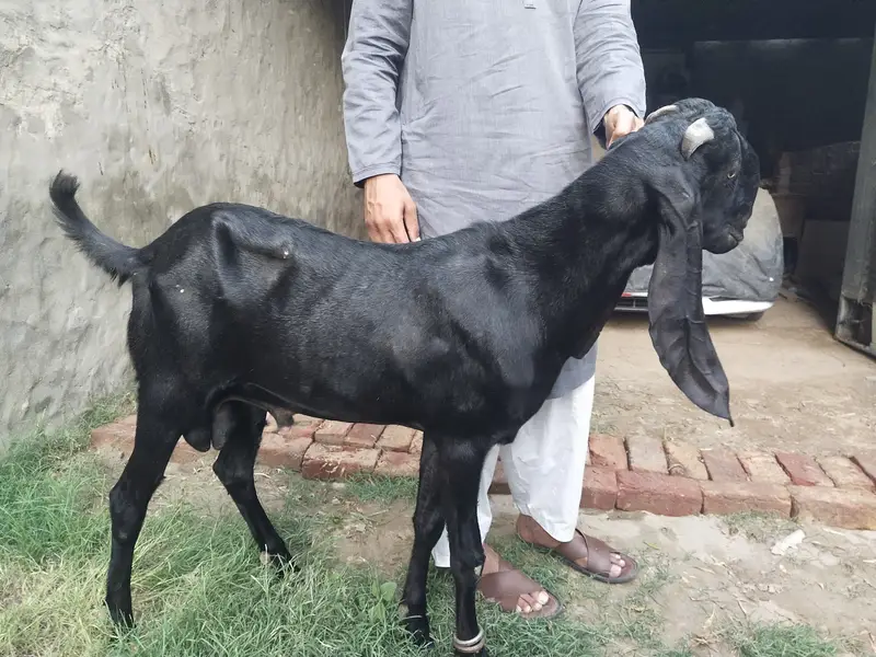 Goat for Sale, 1 Male and 4 Female. Loc Railway Station Sheikhupura — photo 5
