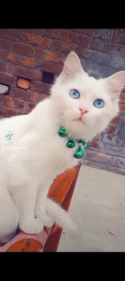 Persian cat sale Blue eyes white colour