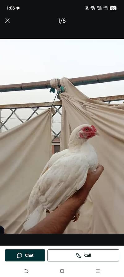 pepper white aseel Heera exchange possible